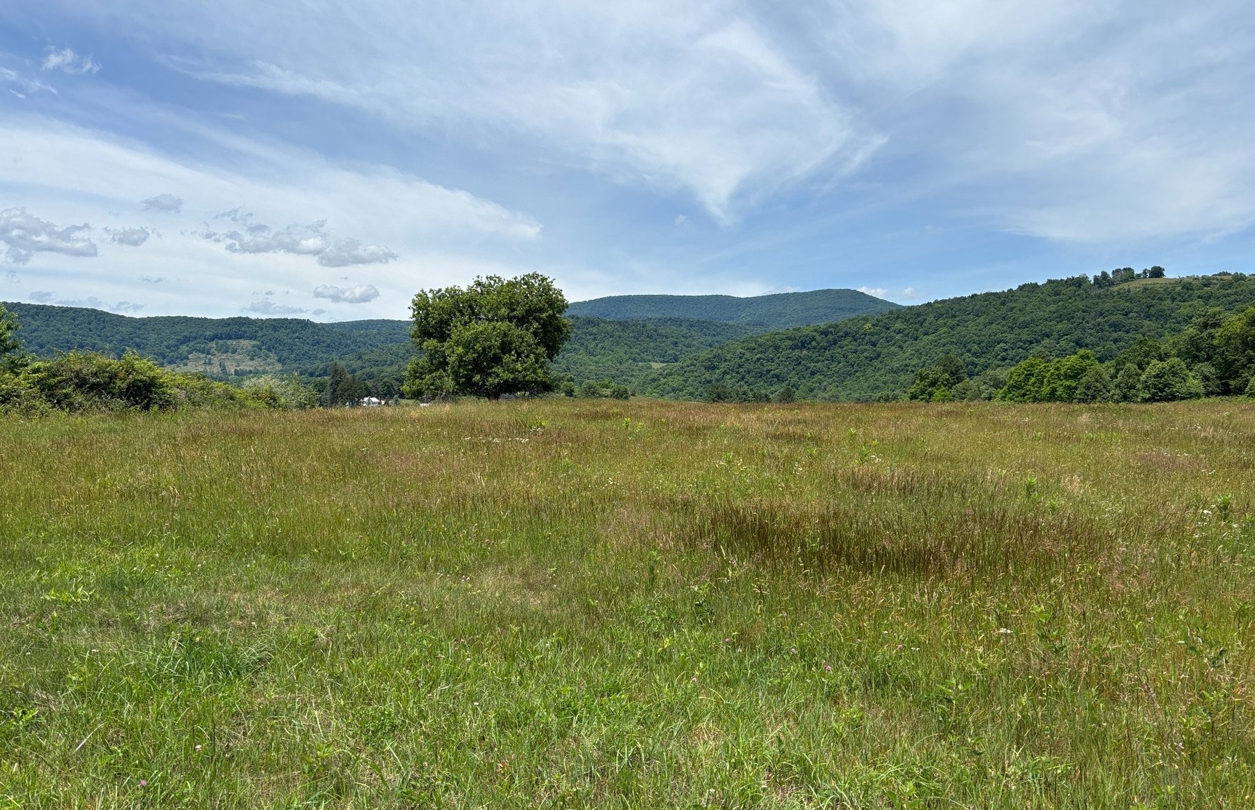 Open mountain meadow at Shafer Farm