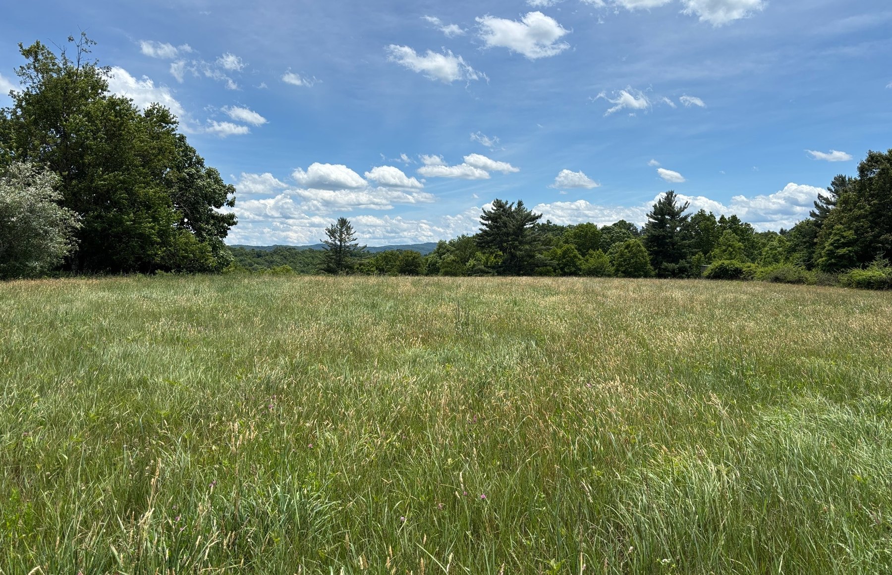 Wide mountain meadow view